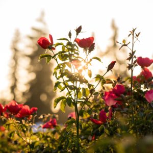 selective focus photo of red petaled flowers