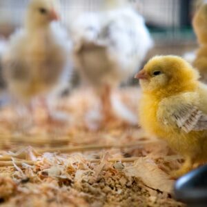 shallow focus photography of yellow chick