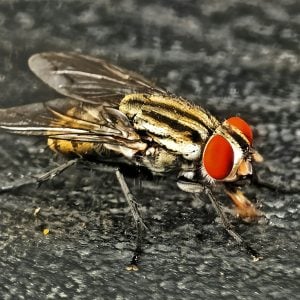 A close up of a fly on the ground