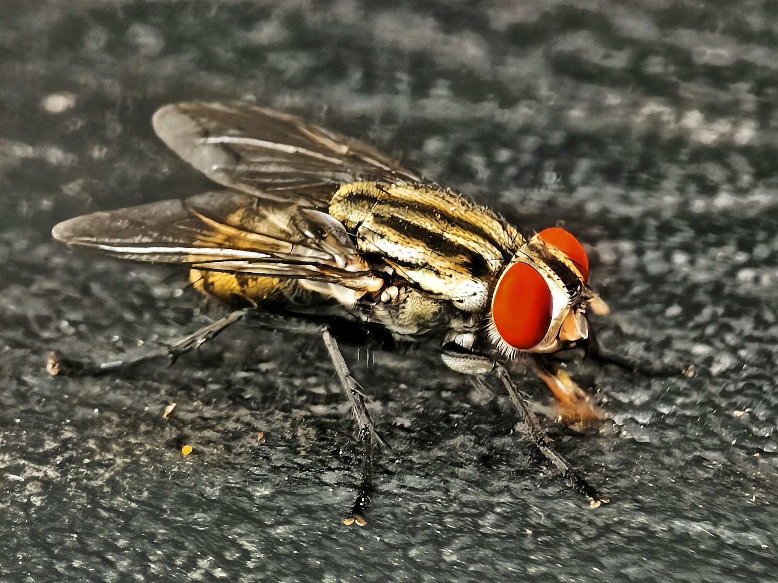 A close up of a fly on the ground